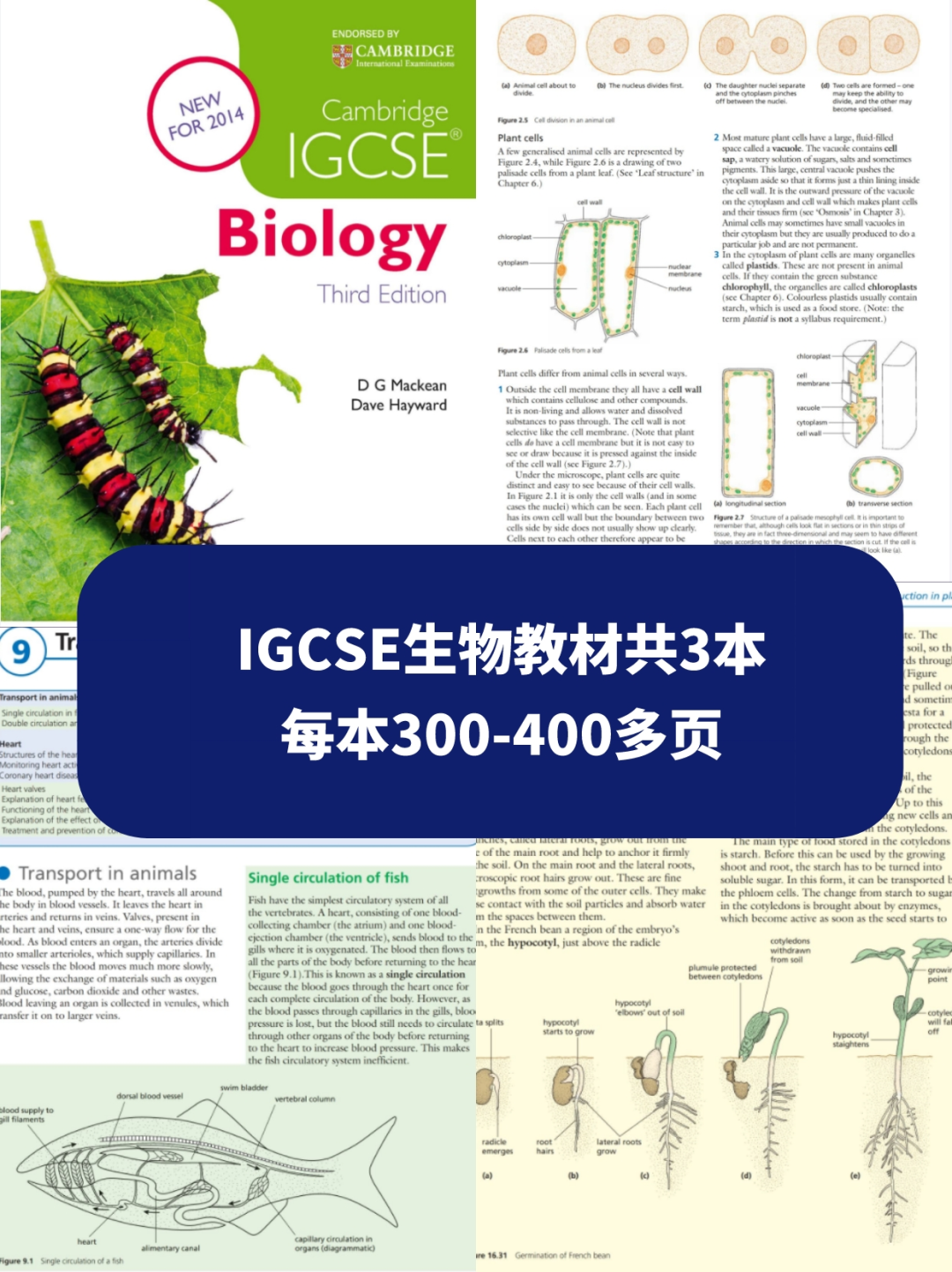 IGCSE教材