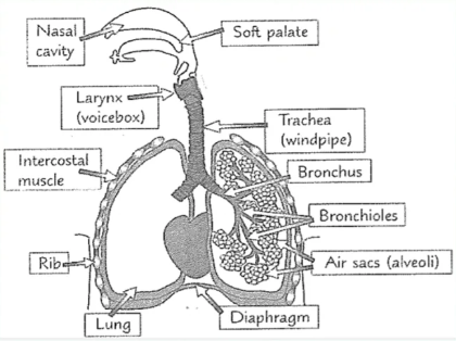 IGCSE生物