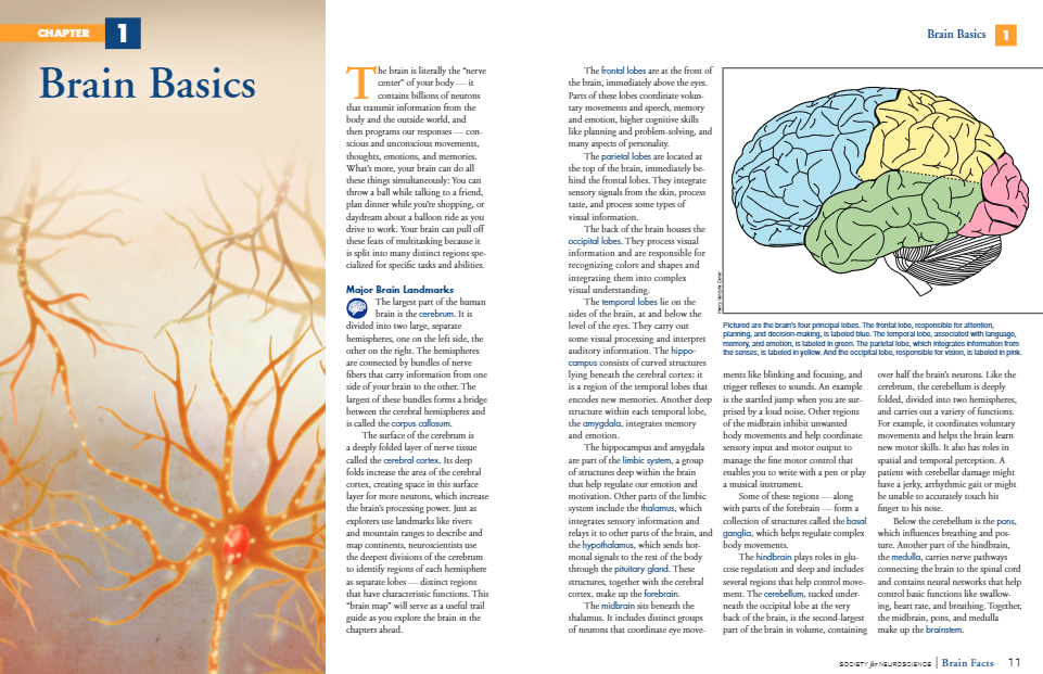 Brain Bee脑科学生物竞赛