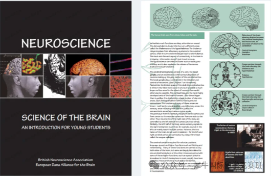 Brainbee脑科学国际大赛